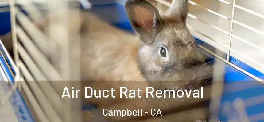  Air Duct Rat Removal Campbell - CA